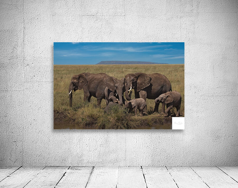 Elephant Family Gathering Wall Preview