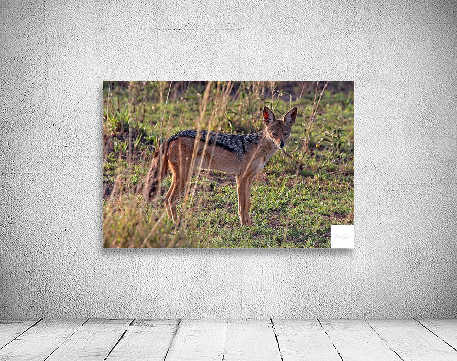 Silent Watcher of the Plains Wall Preview