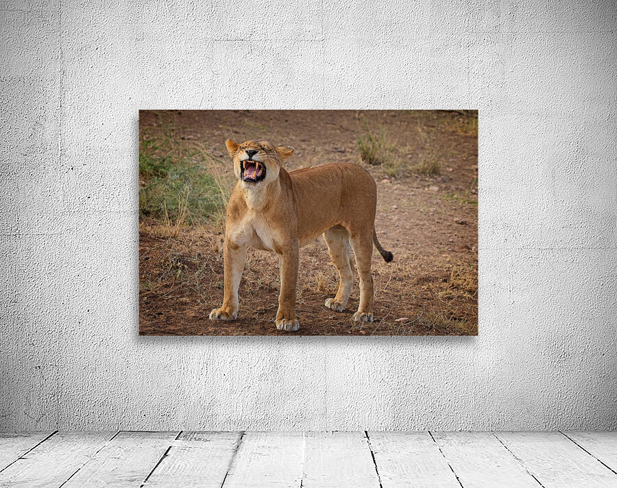 Roar of the Morning Wall Preview