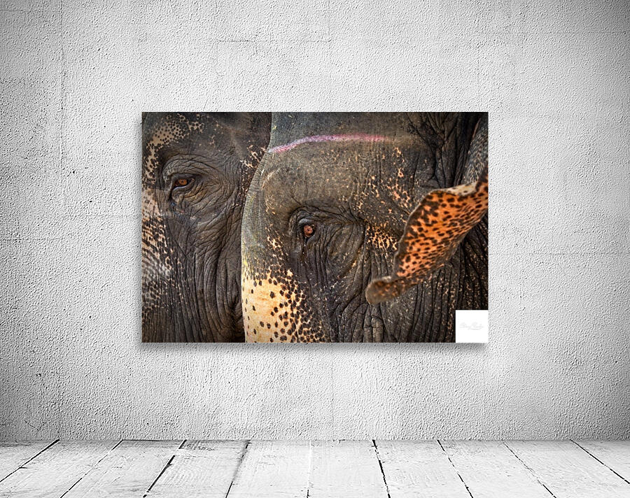 Ancient Companions Wall Preview