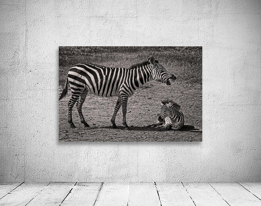 Zebras at Rest Wall Preview