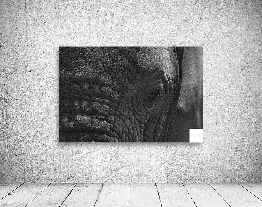 Wisdom in the Wrinkles Wall Preview