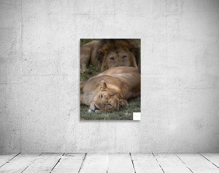 Royal Rest Wall Preview