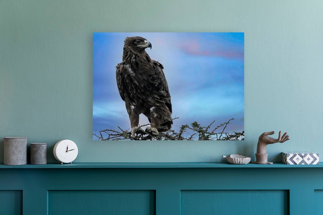 Sky Monarch Reproduction