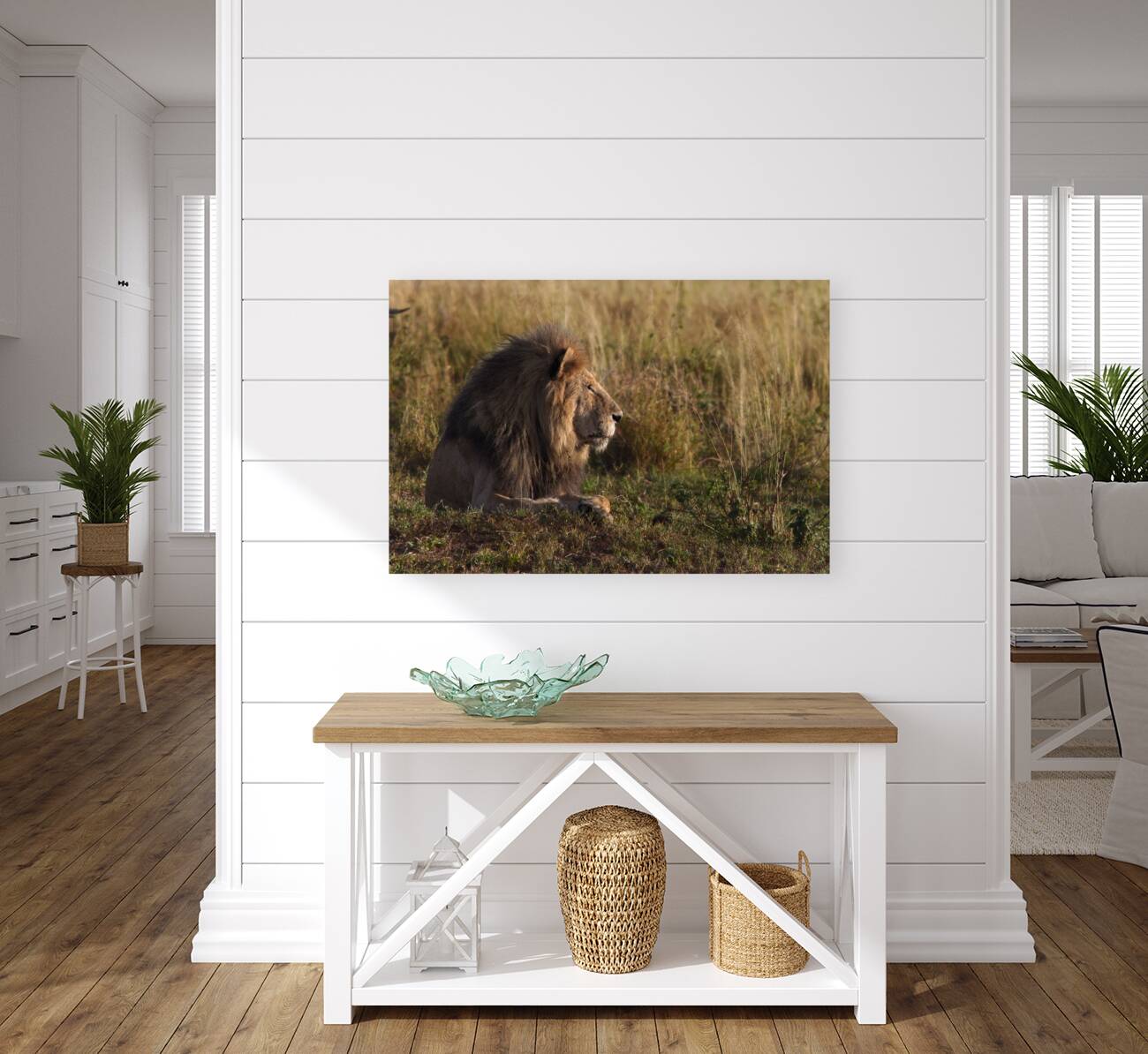 Lion in Evening Light Reproduction