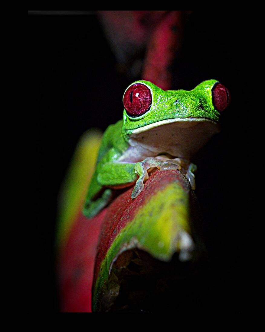 Red-Eyed Tree Frog Reproduction