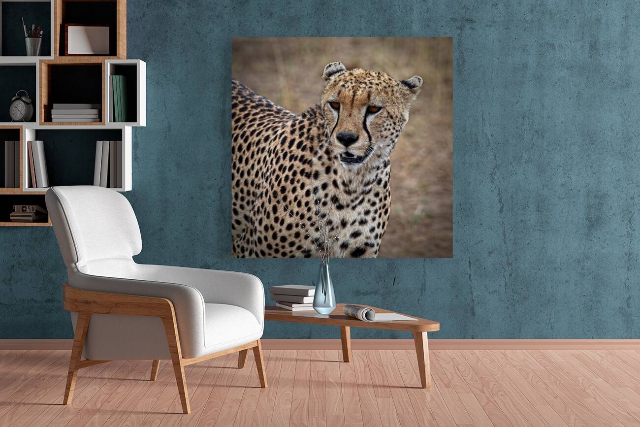 Cheetah Portrait Reproduction