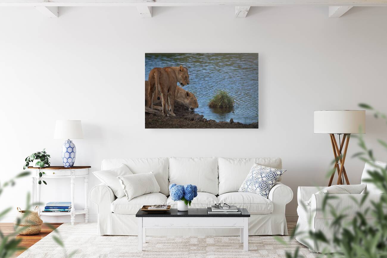 Waterfront Curiosity Reproduction