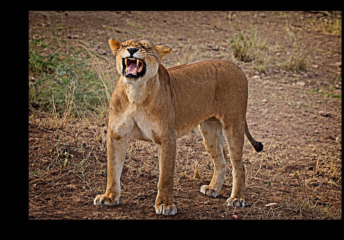 Roar of the Morning Reproduction