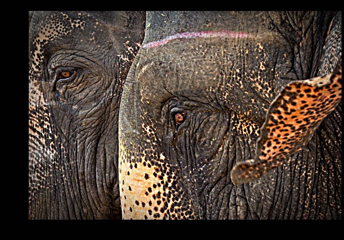 Ancient Companions Reproduction