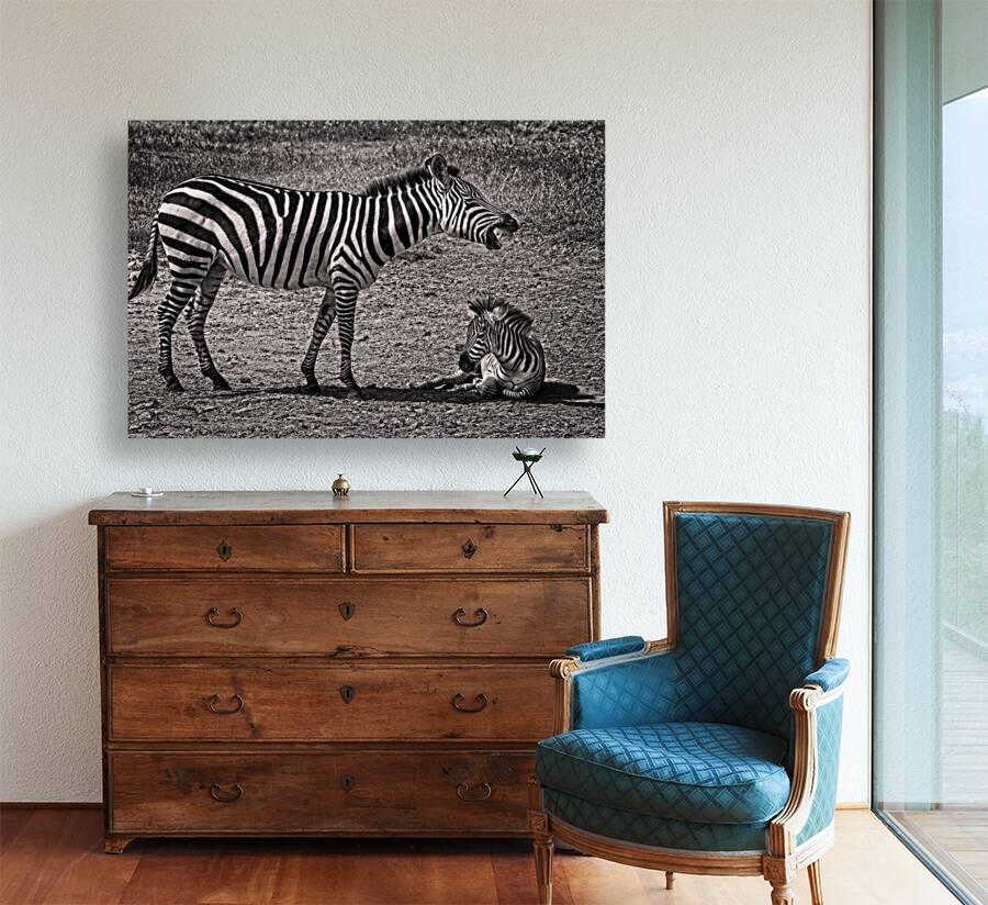 Zebras at Rest Reproduction