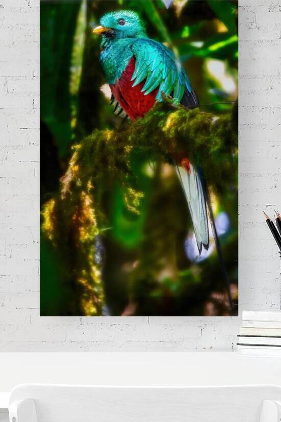 Jewel of the Cloud Forest by Chirag Pandya