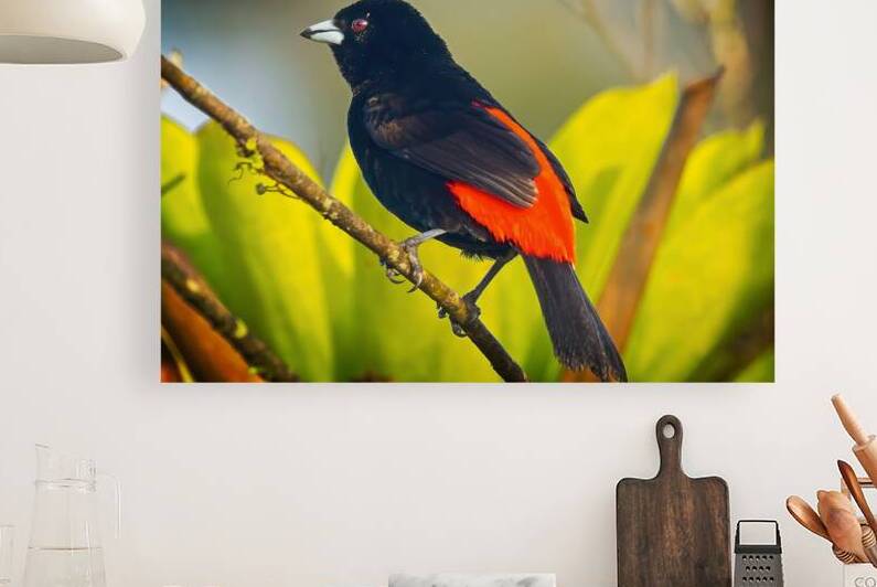 Skyfire Starling by Chirag Pandya