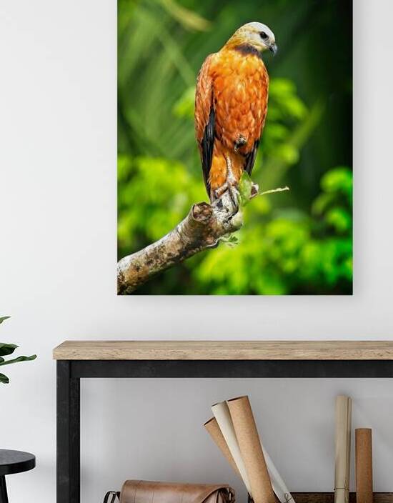 Golden Forest Guardian by Chirag Pandya