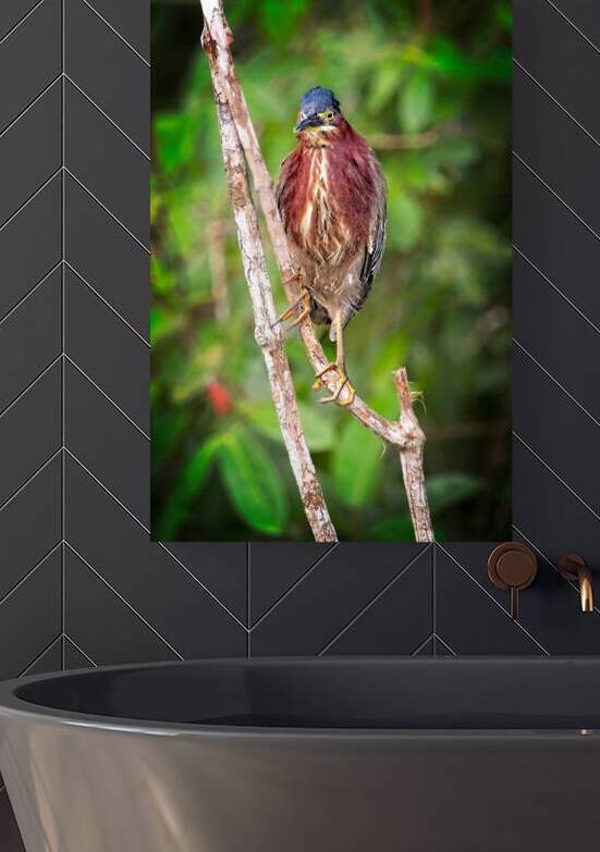 Little Forest Acrobat by Chirag Pandya