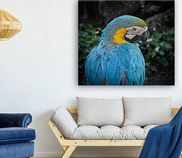 Feathered Jewel by Chirag Pandya