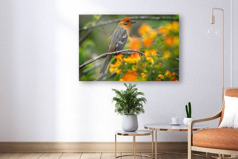 Firecrest in Bloom by Chirag Pandya