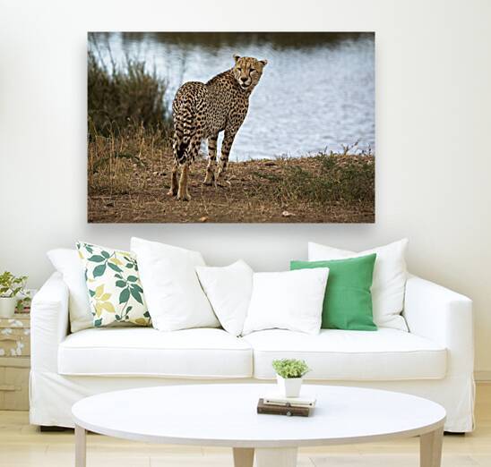 Cheetah by the Water by Chirag Pandya