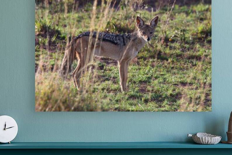 Black-Backed Jackal by Chirag Pandya
