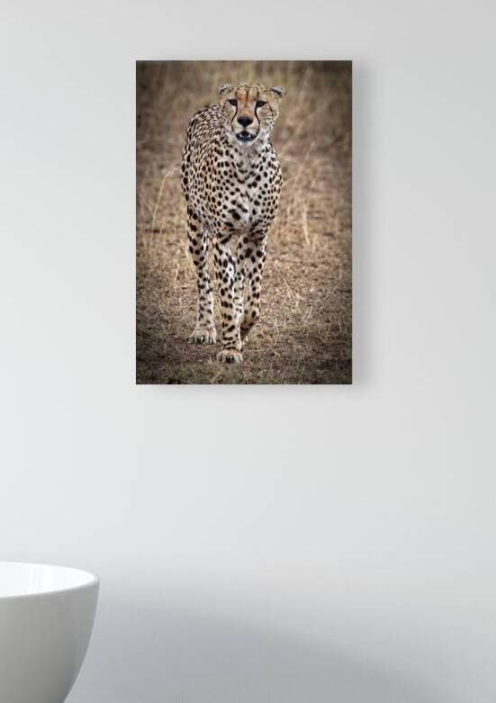 Cheetah Walk by Chirag Pandya
