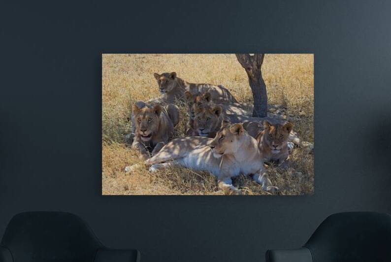 Pride at Rest by Chirag Pandya