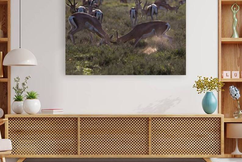 Impala Clash by Chirag Pandya