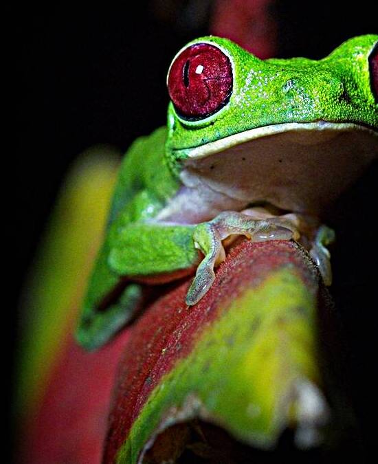 Red-Eyed Tree Frog by Chirag Pandya