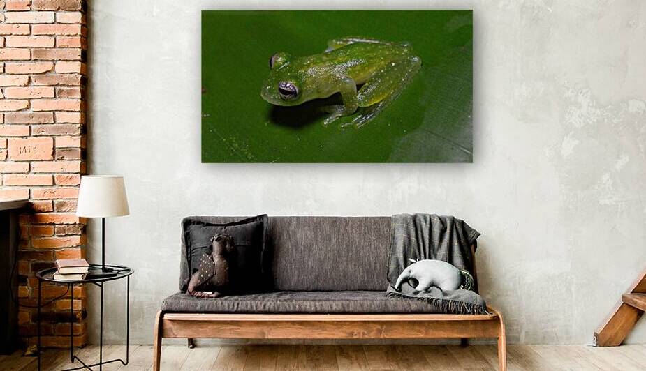 Glass Frog on Leaf by Chirag Pandya