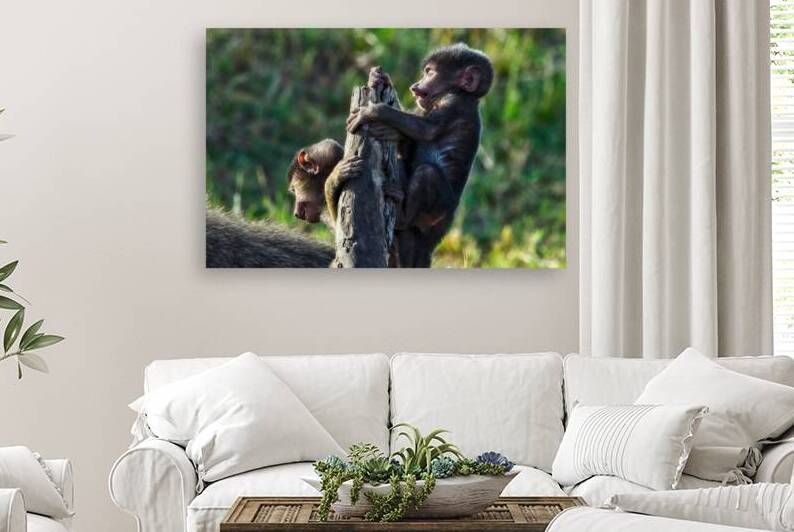 Baboons youth by Chirag Pandya