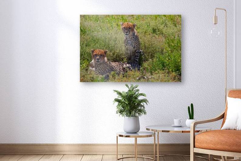 Cheetah Siblings at Rest by Chirag Pandya