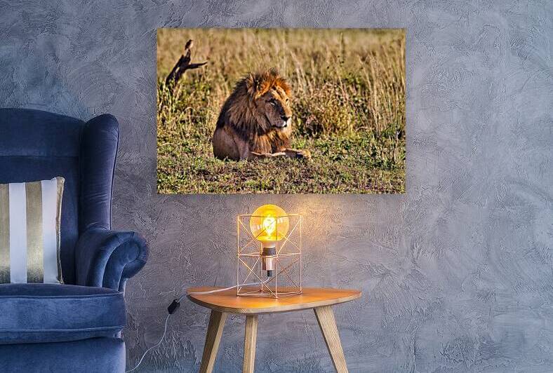 Majestic Morning King by Chirag Pandya