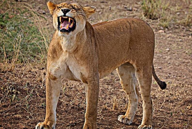 Roar of the Morning by Chirag Pandya