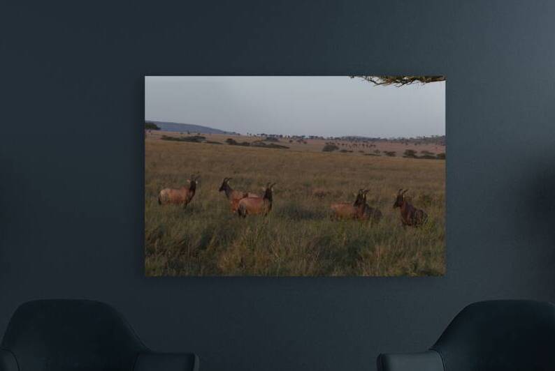 Sentinels of the Plains by Chirag Pandya