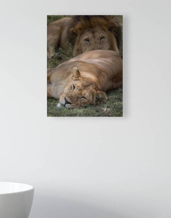 Royal Rest by Chirag Pandya