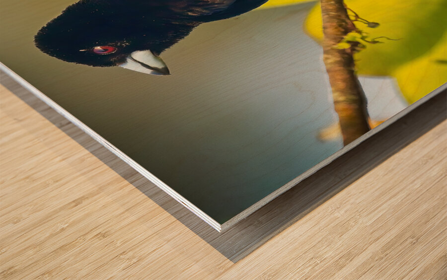 Skyfire Starling Wood print