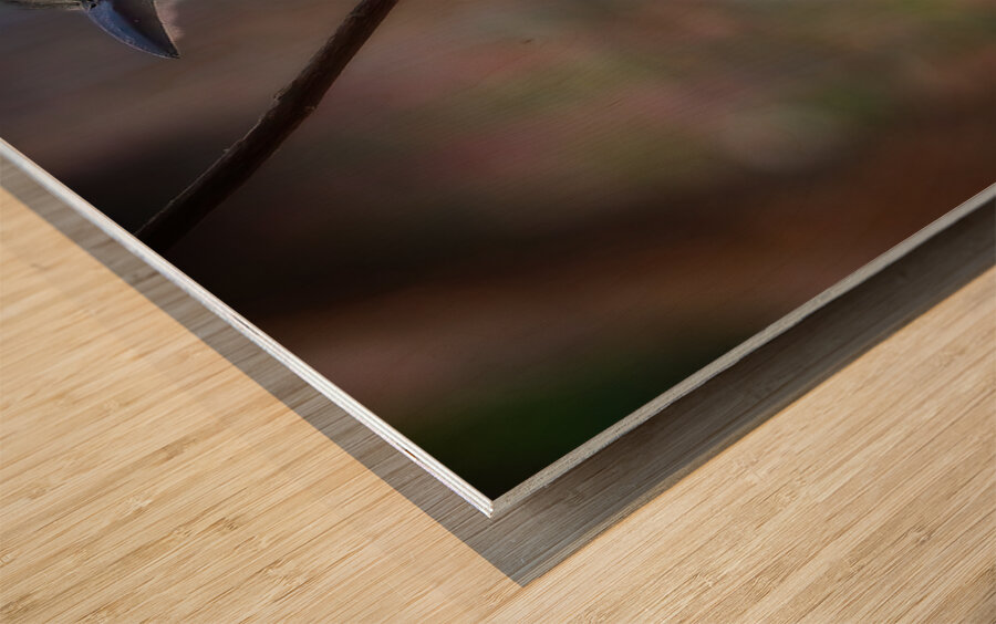 Tropical Daydream Wood print