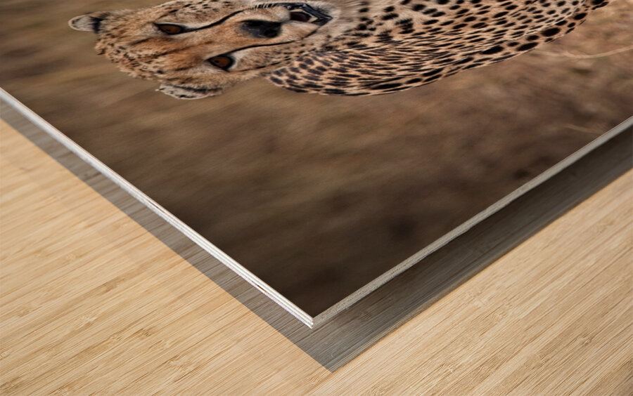 Cheetah Walk Wood print