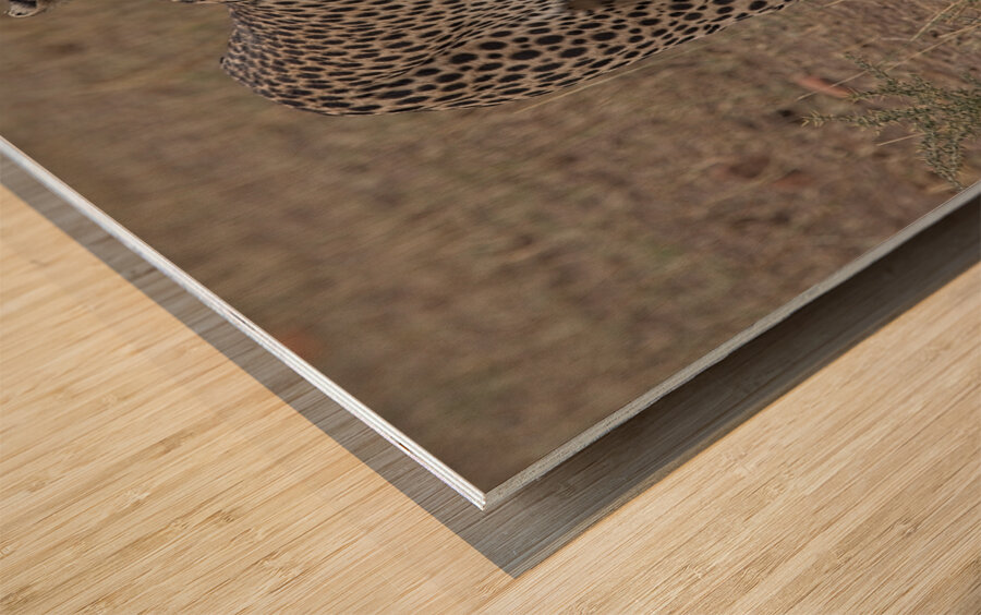 Cheetah on Patrol Wood print