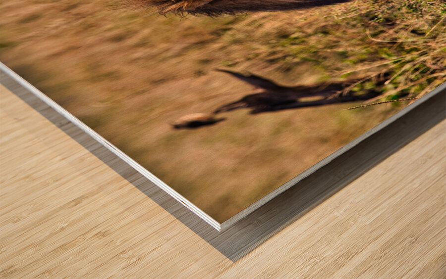 Majestic Morning King Wood print