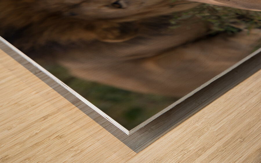 Royal Rest Wood print